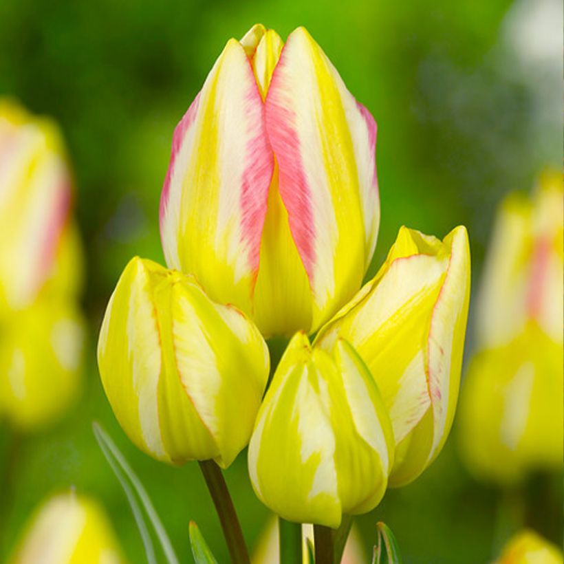 Tulipe pluriflore Antoinette (Floraison)