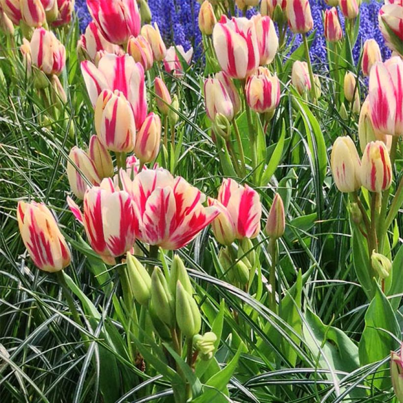 Tulipe pluriflore Flaming Club (Floraison)