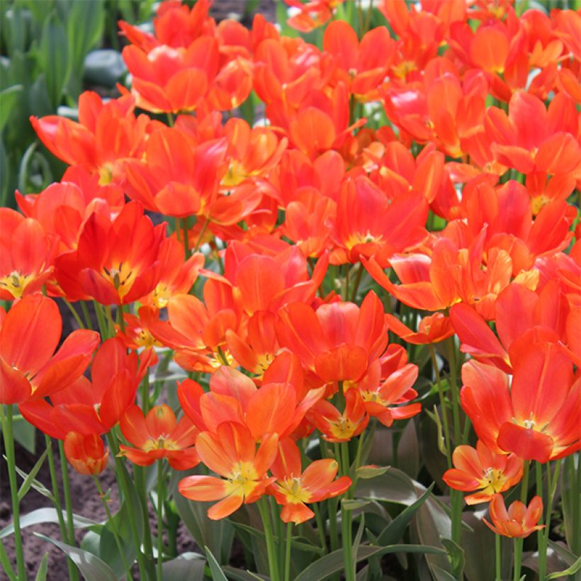 Tulipe pluriflore Orange Bouquet (Floraison)