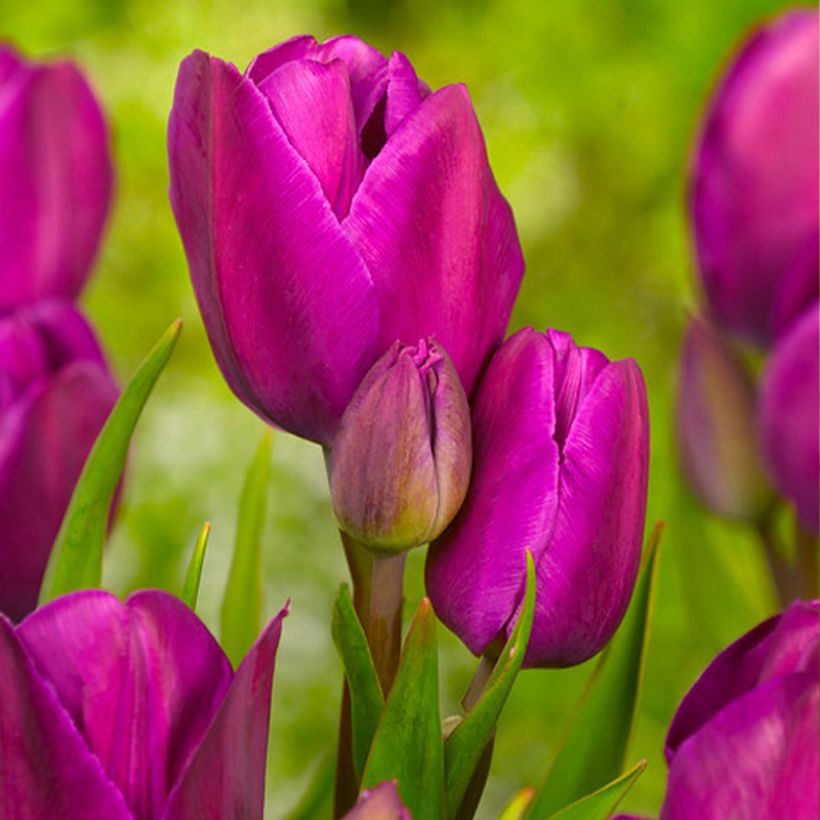 Tulipe pluriflore Purple Bouquet (Floraison)
