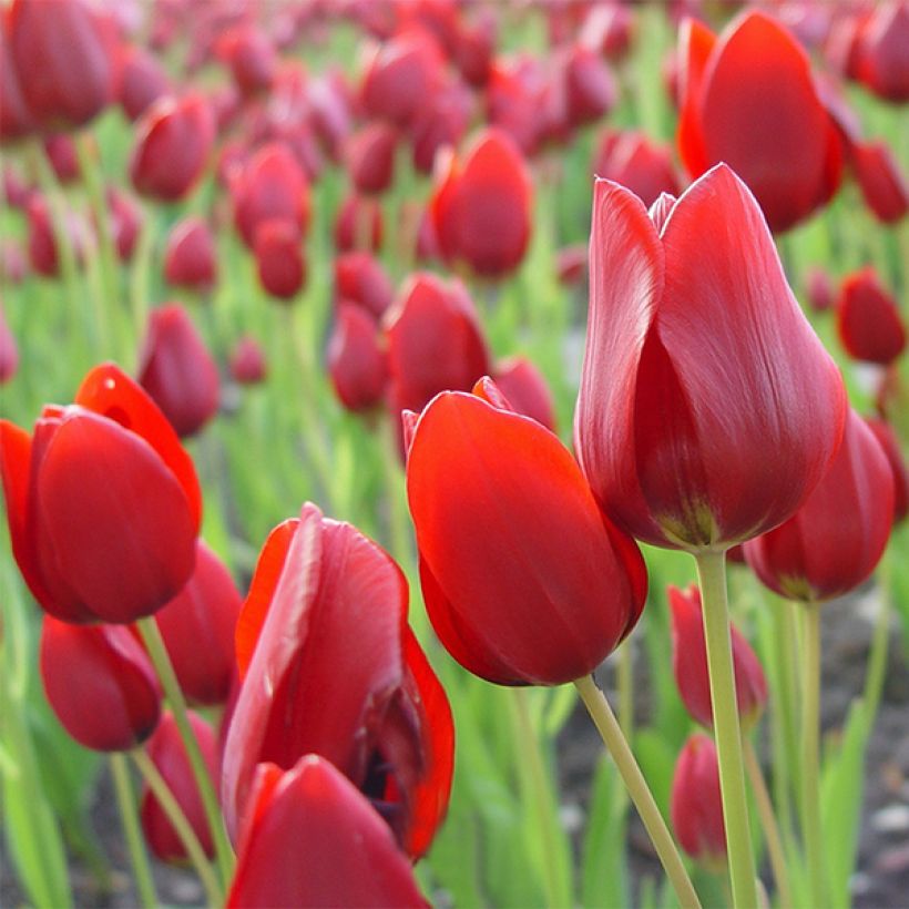 Tulipe pluriflore Red Georgette (Floraison)