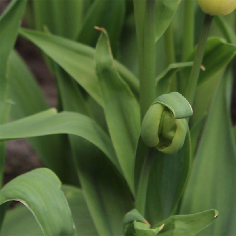 Tulipe pluriflore Rosy Bouquet (Feuillage)