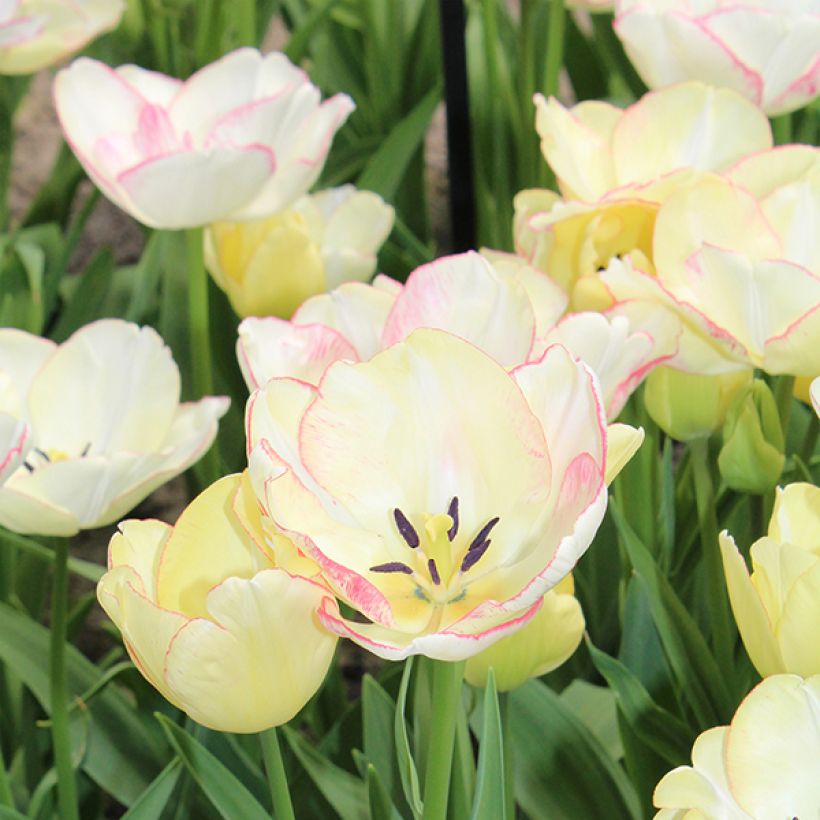 Tulipe pluriflore Rosy Bouquet (Floraison)