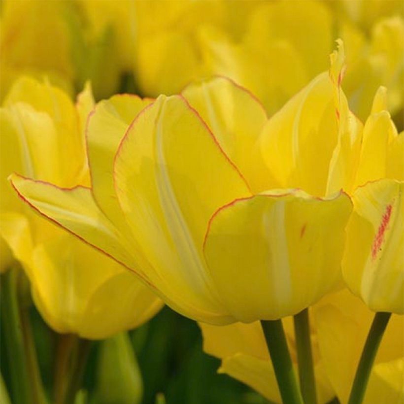 Tulipe pluriflore Sunshine Club (Floraison)