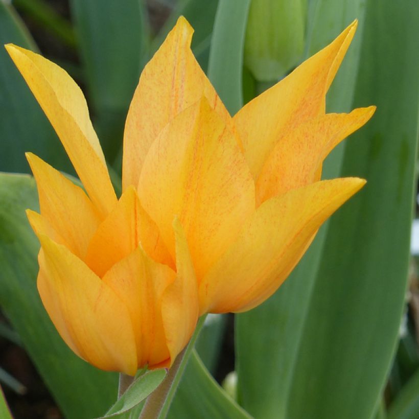 Tulipe botanique praestans Shogun (Floraison)