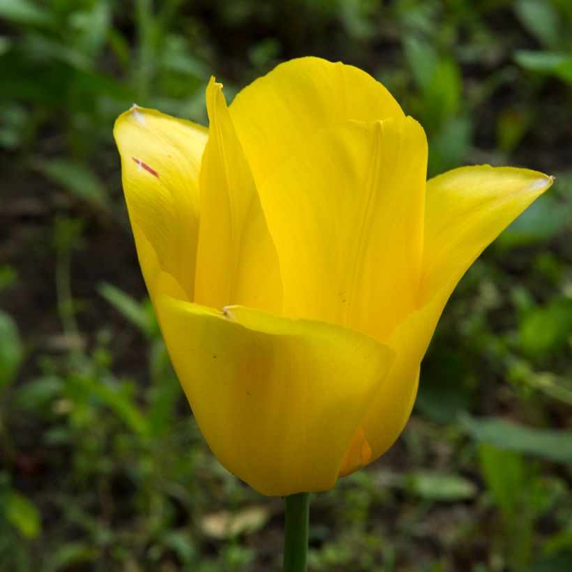 Tulipe simple tardive Big Smile (Floraison)