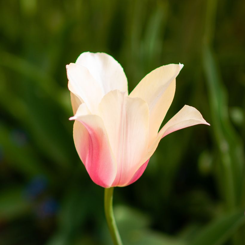 Tulipe simple tardive Blushing Lady (Floraison)