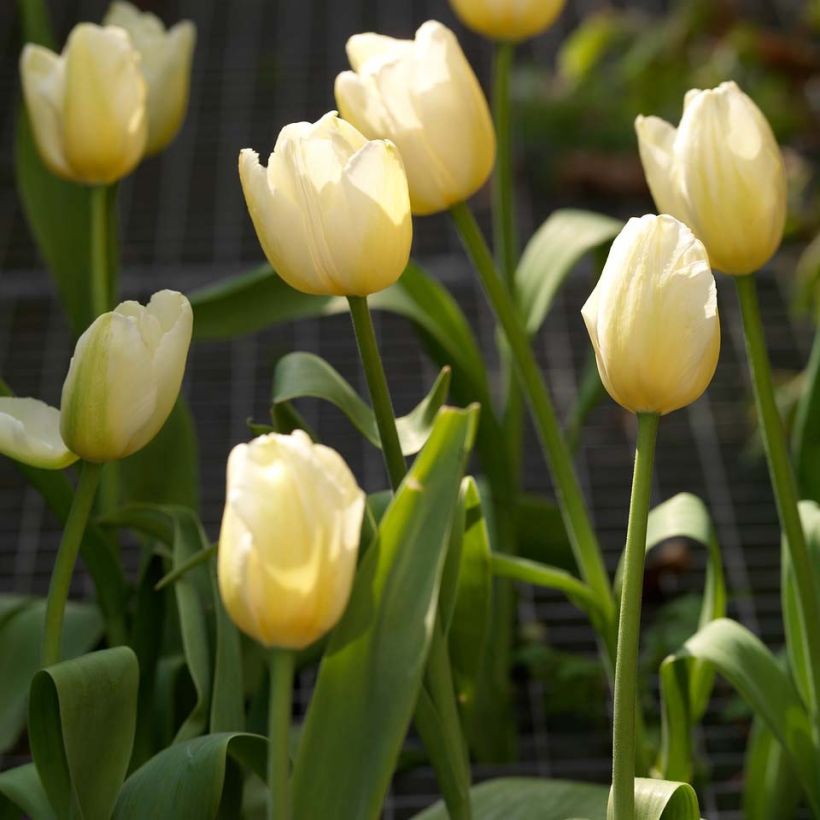 Tulipe simple tardive Catherina (Floraison)