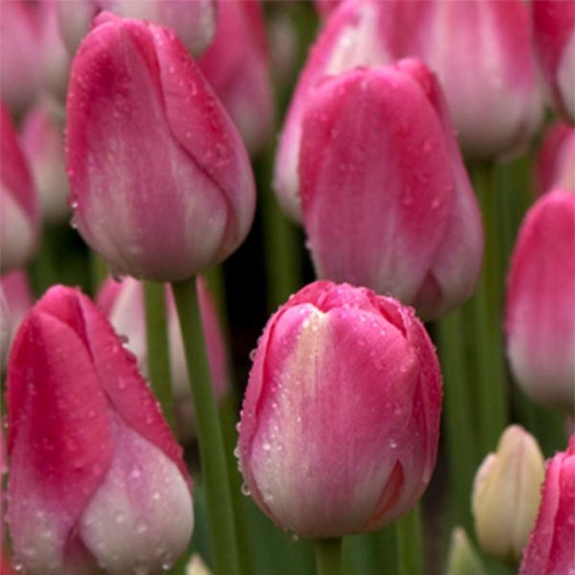 Tulipe simple tardive Dreamland (Floraison)