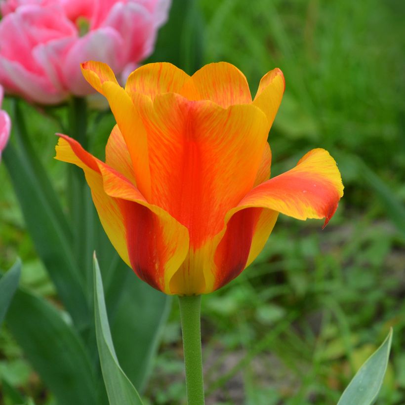 Tulipe simple tardive El Nino (Floraison)