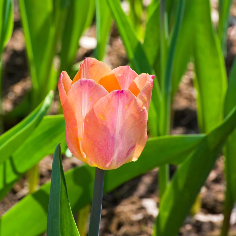 Tulipe simple tardive Jumbo Beauty (Floraison)