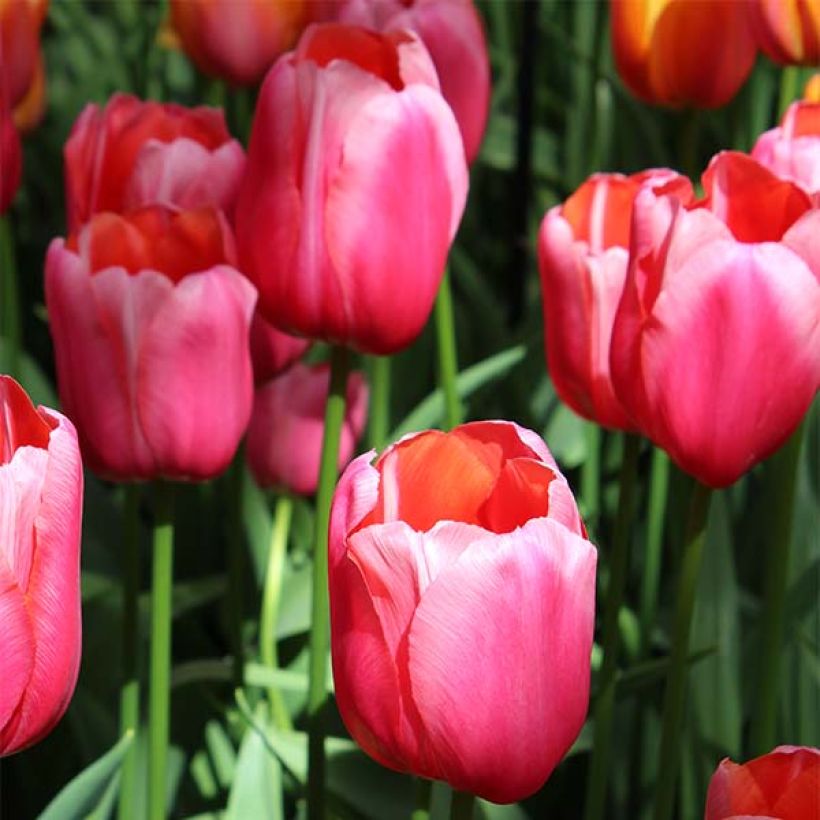 Tulipe simple tardive Renown (Floraison)