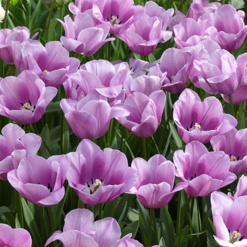 Tulipe simple tardive Violet Beauty (Port)