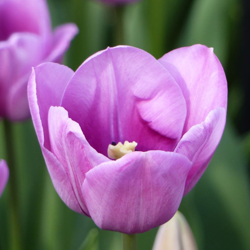 Tulipe simple tardive Violet Beauty (Feuillage)