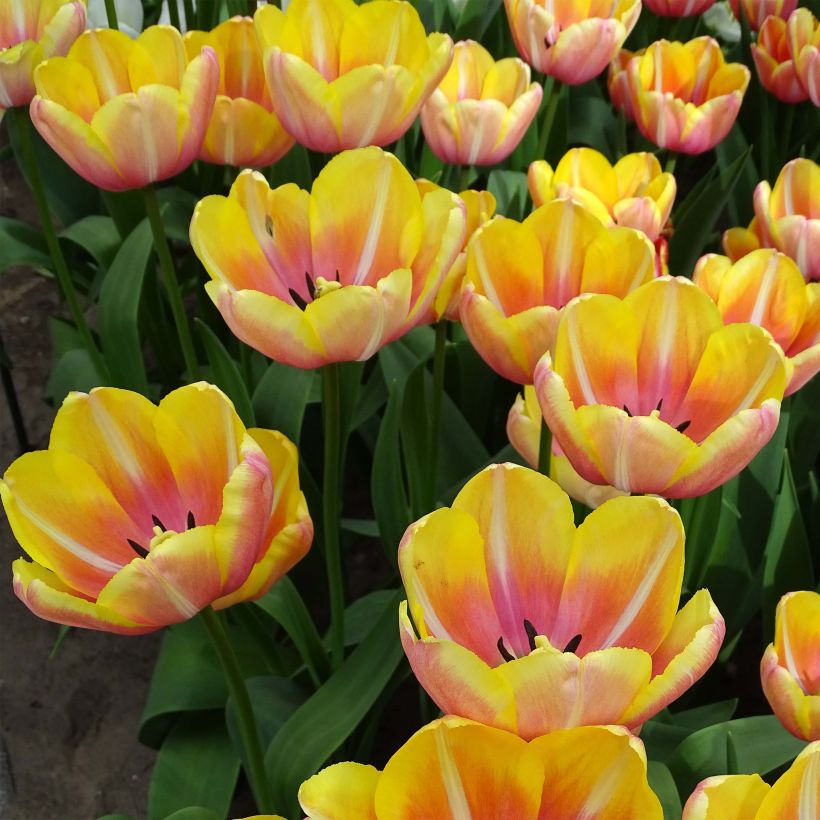 Tulipe simple tardive Yellow Jumbo Beauty (Floraison)