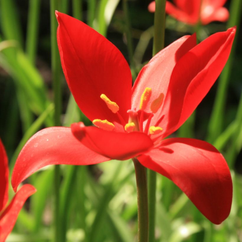 Tulipe botanique sprengeri (Floraison)