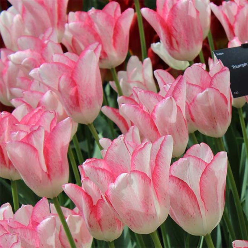 Tulipe Triomphe Beauty Trend (Floraison)