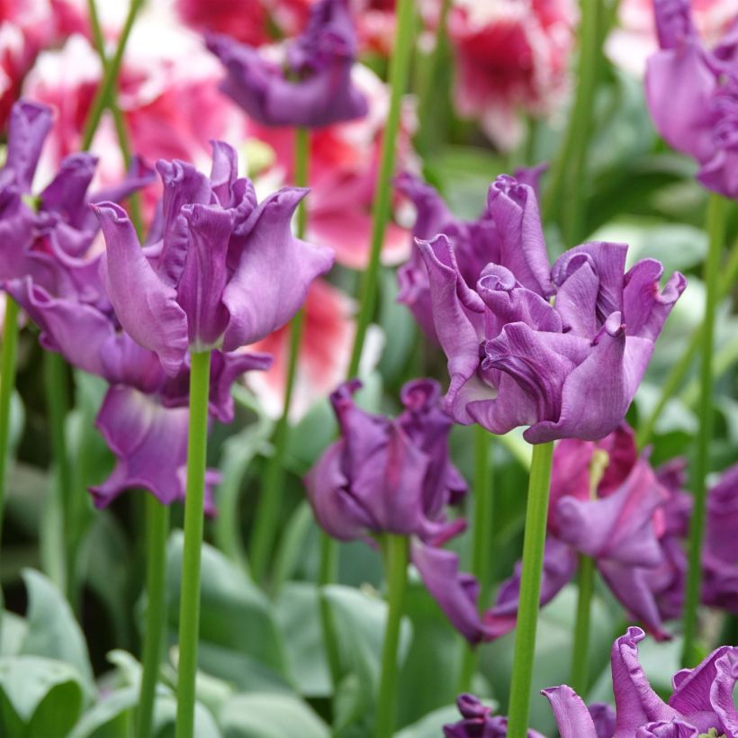 Tulipe triomphe Crown of Negrita (Floraison)