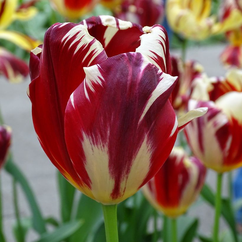 Tulipe triomphe Grand Perfection (Floraison)