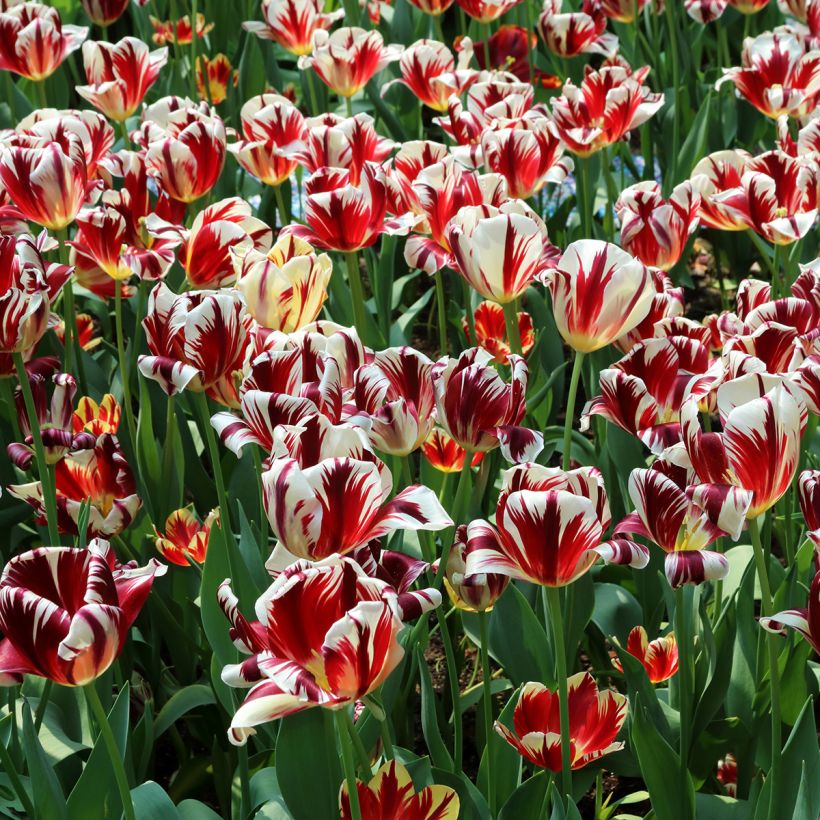 Tulipe triomphe Grand Perfection (Port)