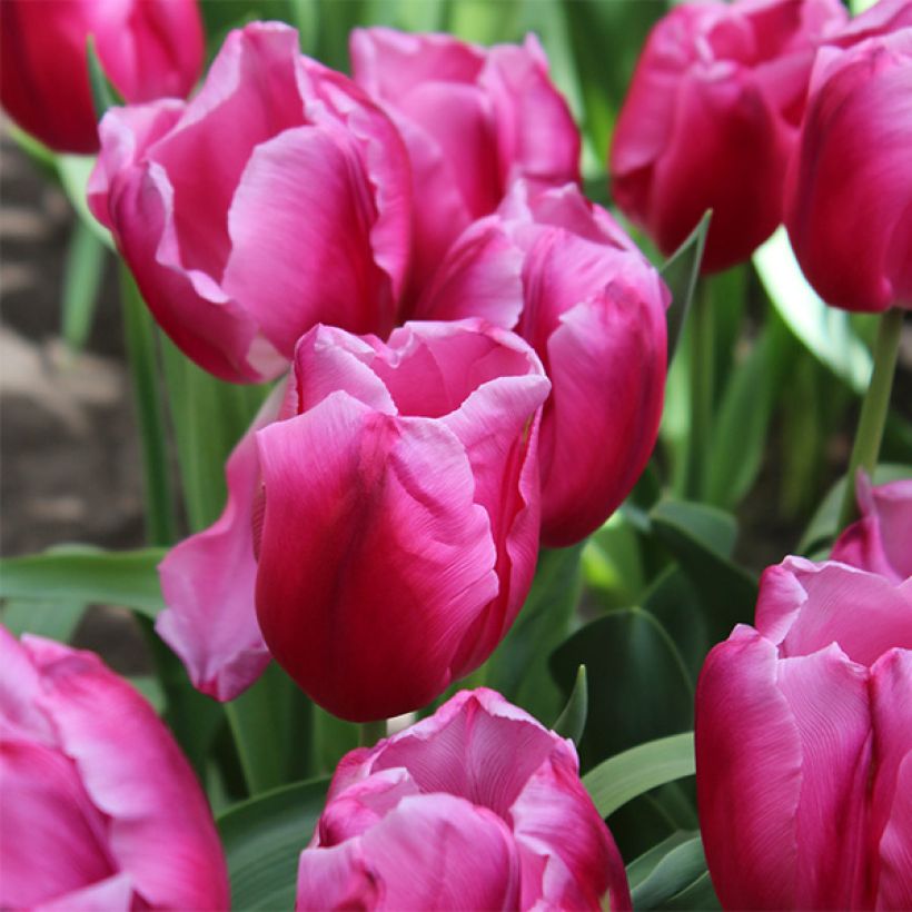 Tulipe Triomphe In Love (Floraison)
