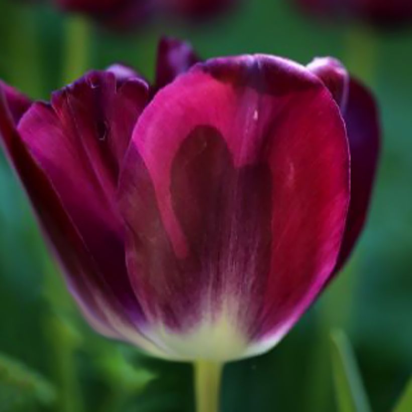 Tulipe Triomphe Kansas Proud (Floraison)