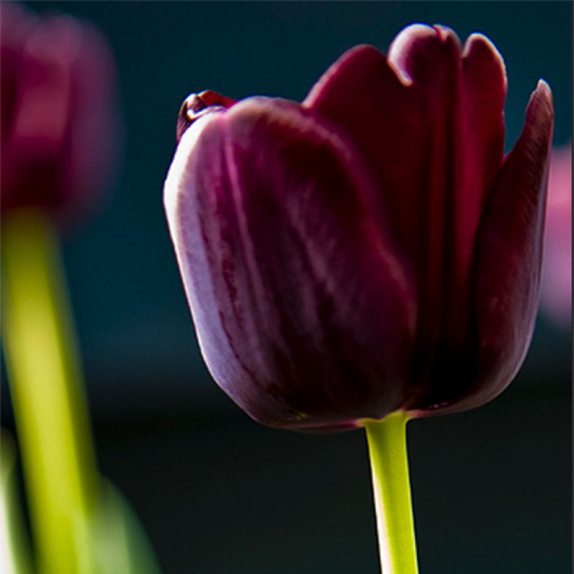 Tulipe Triomphe Paul Scherer (Floraison)