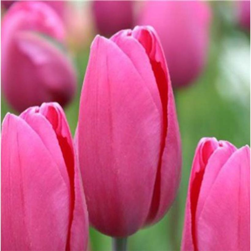 Tulipe triomphe Pink Proud (Floraison)