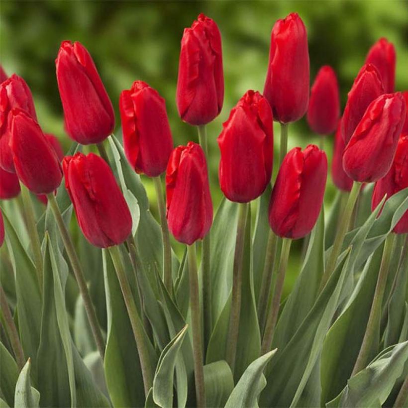 Tulipe triomphe Red Proud (Floraison)