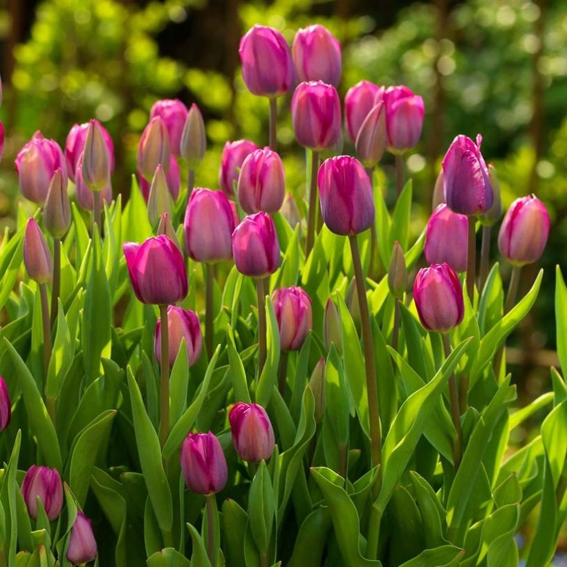 Tulipe triomphe Roussillon (Floraison)