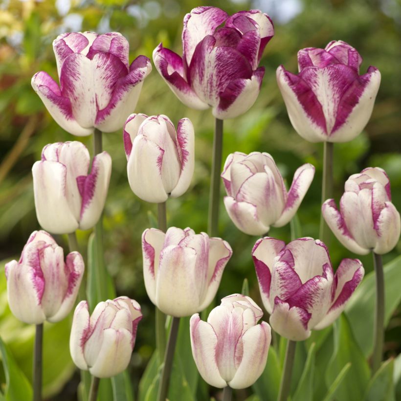 Tulipe triomphe Shiun (Floraison)