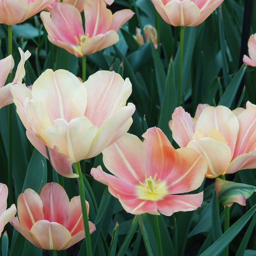 Tulipe triomphe Stunning Star (Floraison)