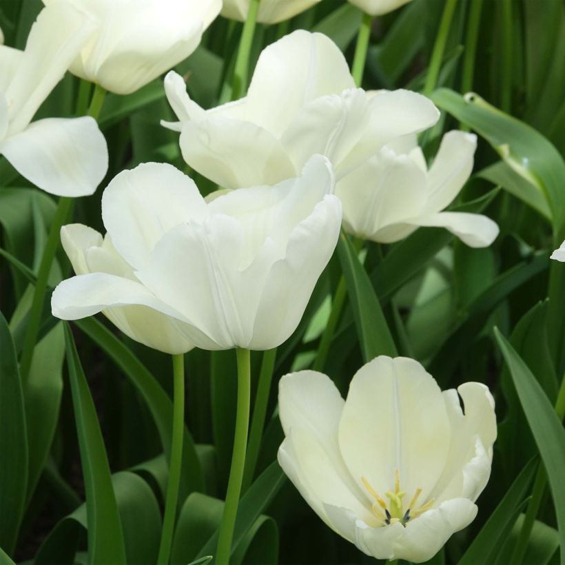 Tulipe triomphe White Proud (Floraison)