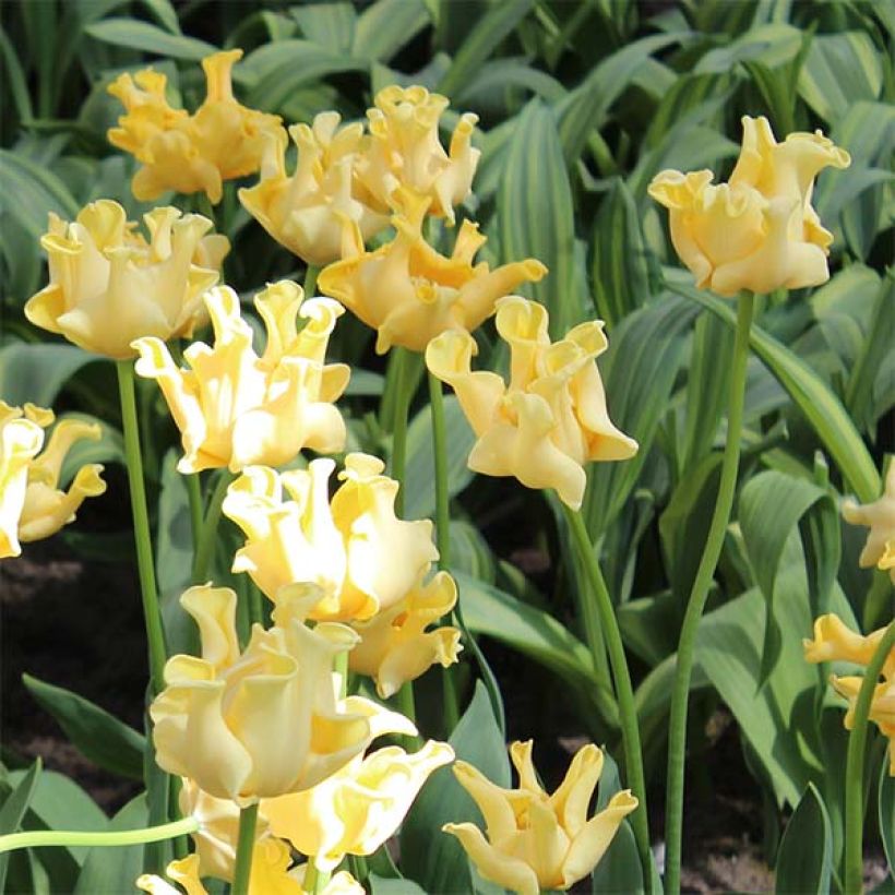 Tulipe Triomphe Yellow Crown (Floraison)