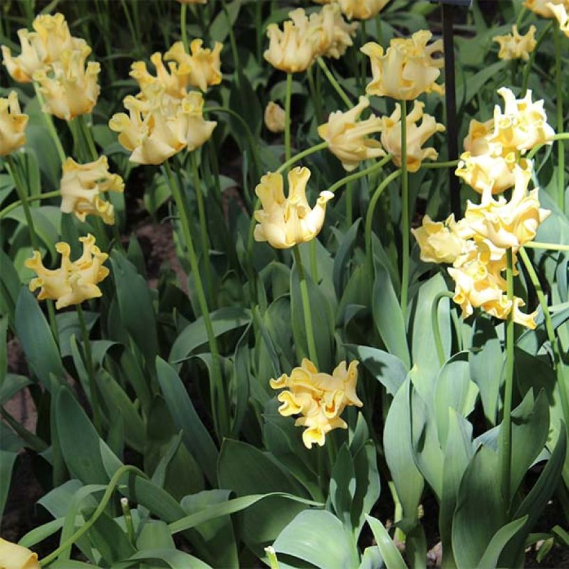 Tulipe Triomphe Yellow Crown (Port)