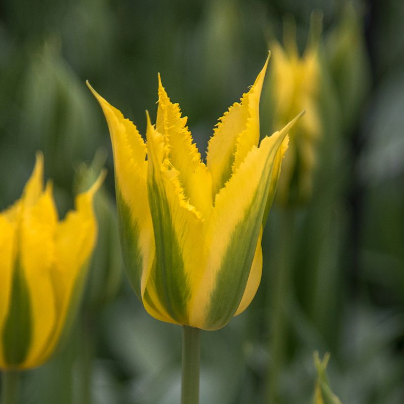 Tulipe viridiflora Green Mile (Floraison)