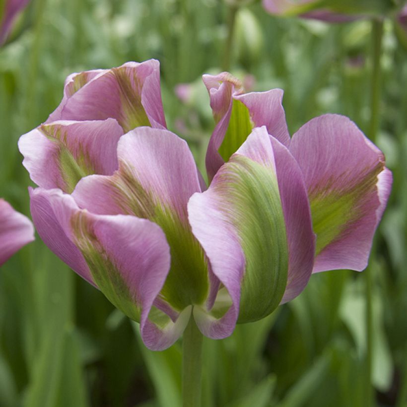 Tulipe viridiflora Nightrider (Floraison)