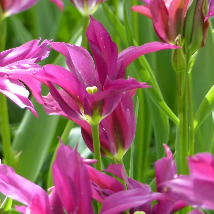 Tulipe viridiflora Purple Doll (Floraison)