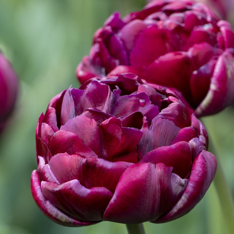 Tulipes doubles tardives en mélange (Floraison)