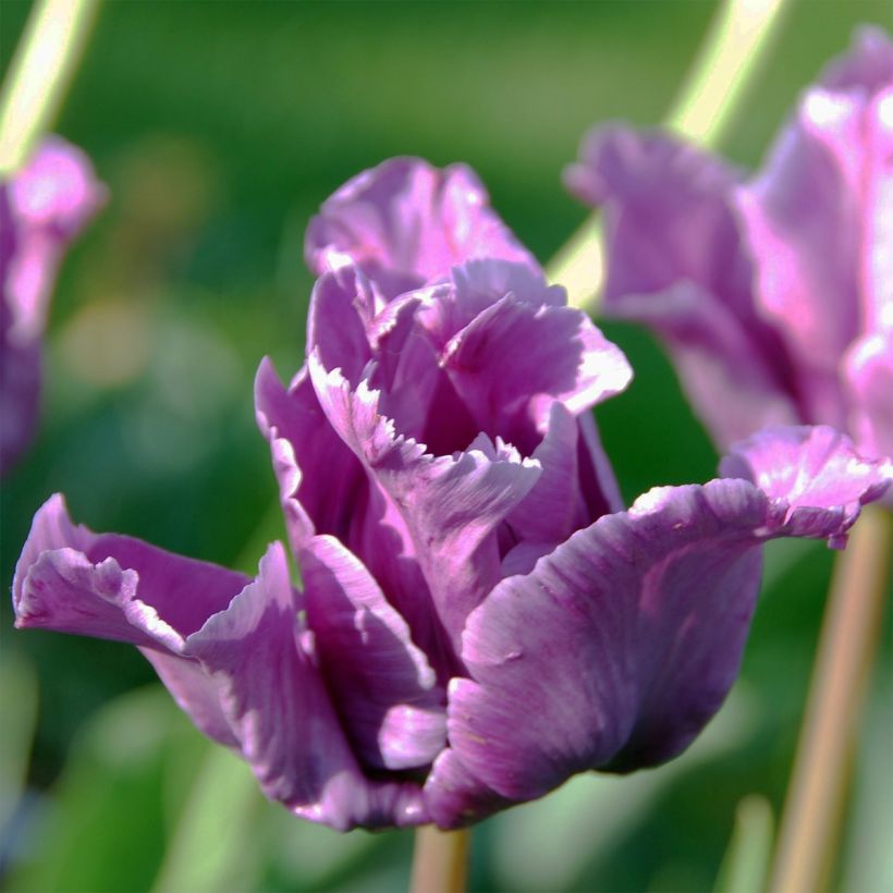 Tulipes Perroquet en mélange (Floraison)
