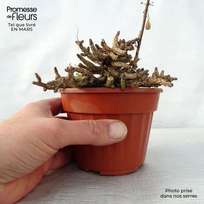 Spécimen de Tylecodon bucholzianus Pot de 13 cm tel que livré au printemps