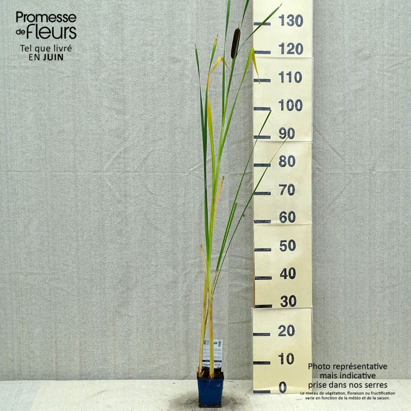 Spécimen de Typha angustifolia - Massette à feuilles étroites tel que livré en ete