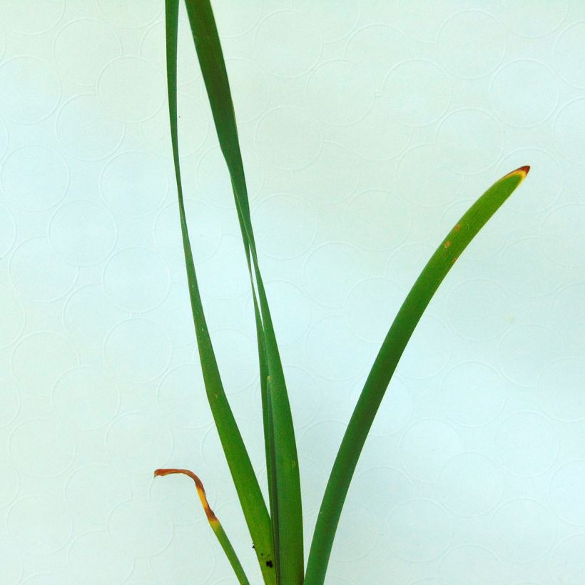 Typha latifolia, Massette (Feuillage)
