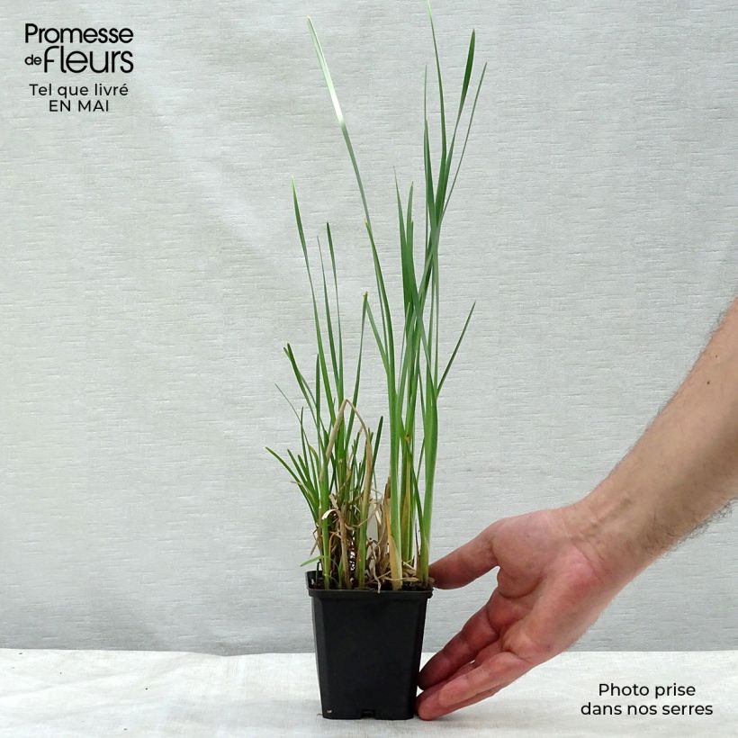 Spécimen de Typha latifolia, Massette Godet de 9cm tel que livré au printemps