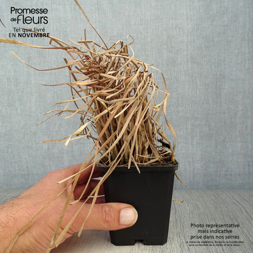 Spécimen de Typha latifolia, Massette Godet de 8/9 cm tel que livré en automne