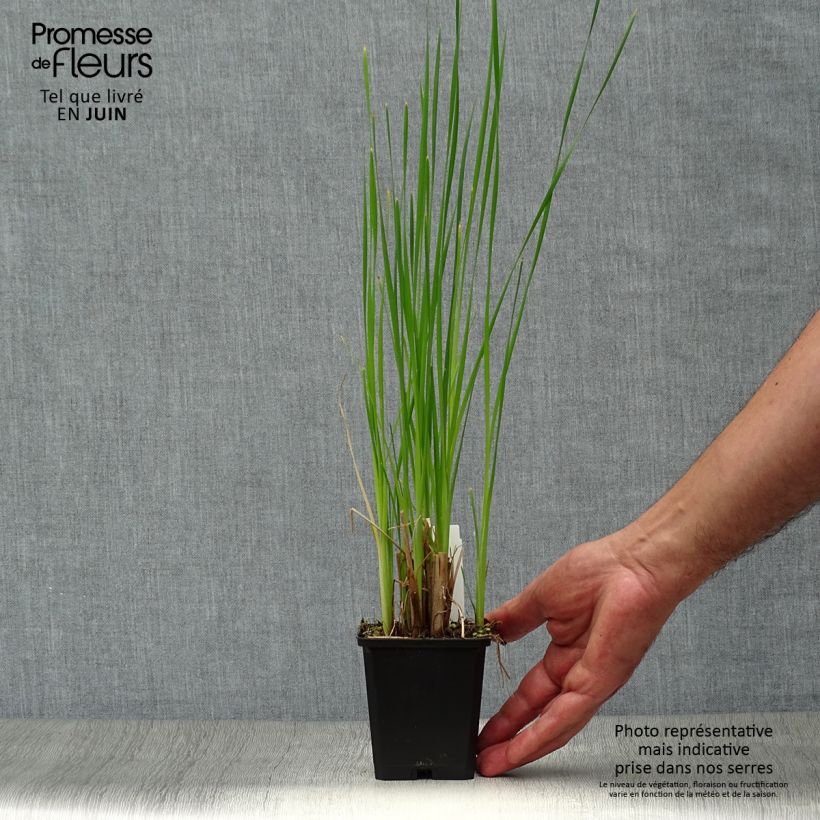 Spécimen de Typha latifolia, Massette Godet de 8/9 cm tel que livré en été