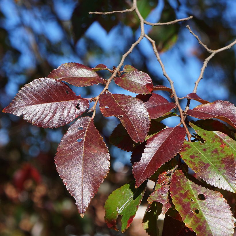 Ulmus Frontier - Orme hybride (Feuillage)