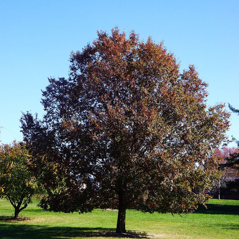 Ulmus Frontier - Orme hybride (Port)