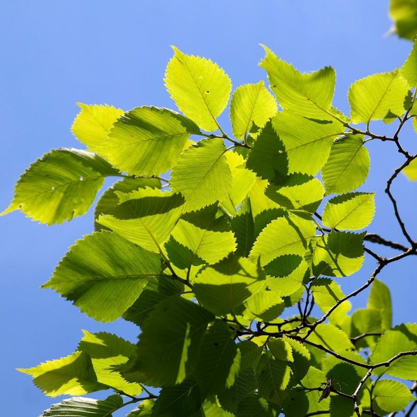 Ulmus carpinifolia Pendula - Orme pleureur (Feuillage)