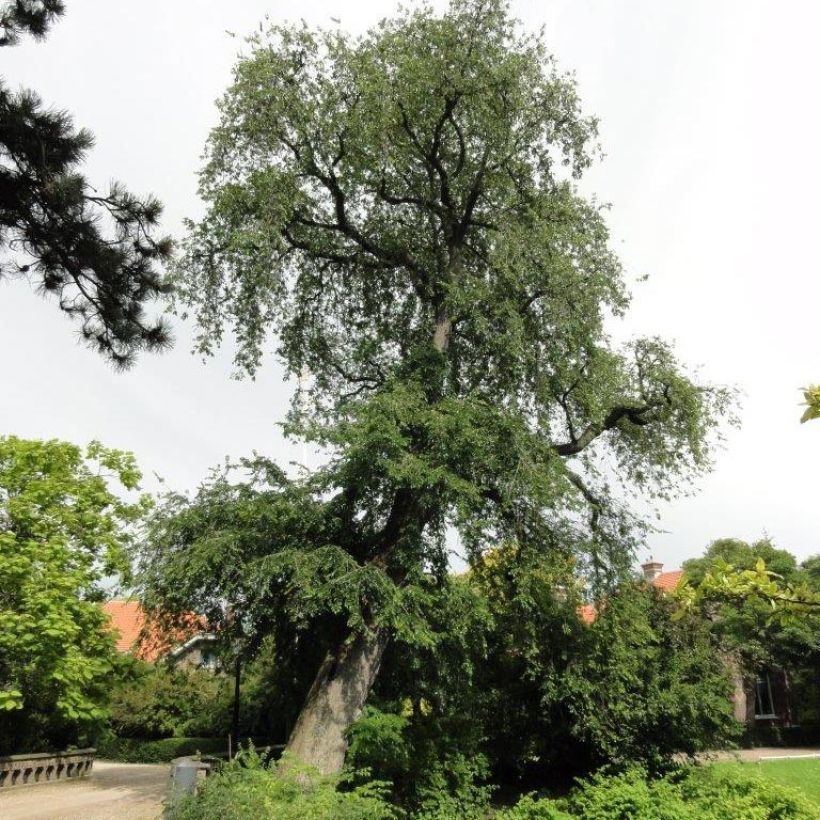 Ulmus carpinifolia Pendula - Orme pleureur (Port)